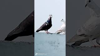 Kabootaro ki video acchi acchi wali pigeon shortvideo shorts [upl. by Schultz]