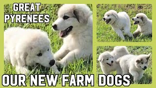 Why Great Pyrenees Make the Best Farm Dogs [upl. by Aramois]