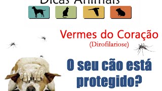 DIROFILARIOSE O VERME DO CORAÇÃO SEU CÃO ESTÁ PROTEGIDO [upl. by Ellac]