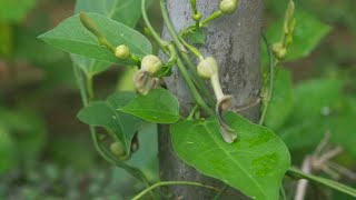 Aristolochia indica ঈশ্বরমূল  Common Rose butterfly lay eggs [upl. by Raquel]