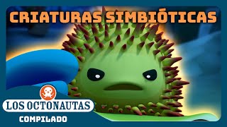 Los Octonautas  🦀 Criaturas simbióticas 🐋  Episodios Completos  Compilado [upl. by Ivets]