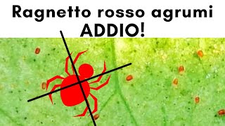 RAGNETTO ROSSO DEGLI AGRUMI ADDIO  AGRUMI LENZI [upl. by Lorola]