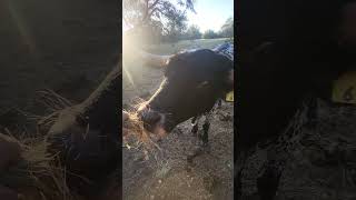 Good morning Waking up to this 🥰 homestead texas bull ranch cute asmr longhorn cow fun [upl. by Aderfla]