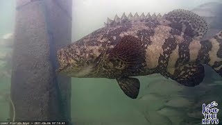 Goliath Grouper Caught on Underwater Live Stream [upl. by Asiak533]