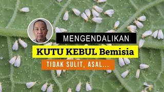 Bagaimana mengendalikan Bemisia tabaci secara efisien amp efektif [upl. by Gnak]