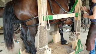 Draft Horseshoeing Stock with an Unhappy Percheron [upl. by Lise]