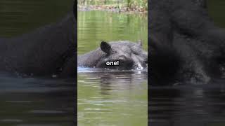 Baby Hippos First Swim vs Other Adorable Animals [upl. by Collete]