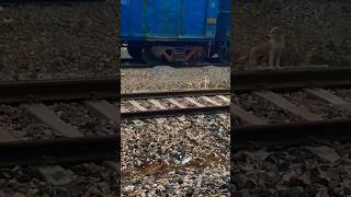 Train ke patri par 😱 ghumate 🐕shortvideos ytshorts [upl. by Adnahsed779]