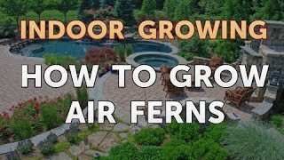 How to Grow Air Ferns [upl. by Anilrats460]