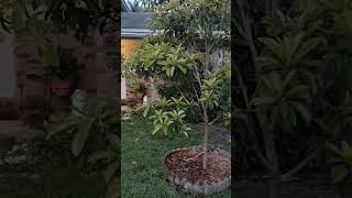 Butterscotch Sapodilla Fruit Tree [upl. by Skricki]