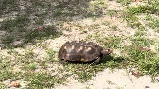 Water Island Red Footed Tortoise turtle waterisland travel tropical shorts [upl. by Cadell331]