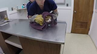 VET VISIT GONE WRONG Cat Attacks Veterinarian [upl. by Ais95]