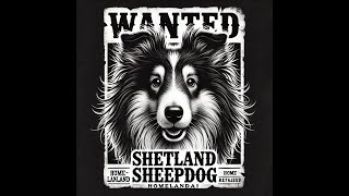 Shetland Sheepdog The Ultimate Guide dogbreed shetlandsheepdog dogs [upl. by Saiasi]