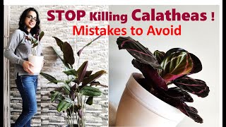 Calathea plant care  Mistakes you should avoid [upl. by Chari]