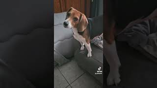 My dogs favorite words 🐕 ❤️ cutedog dogshorts beagle pets puppy shorts [upl. by Sension254]