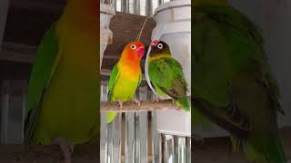 A little cute parrots 😍 smart lovebirds parrots lovebird birds birdslover cute [upl. by Koziara]