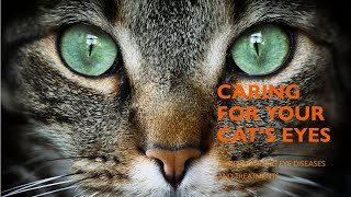 Eye Diseases in Cats Causes and Treatments [upl. by Rehpotisrhc157]