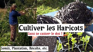 Les Haricots au Potager [upl. by Merdith]