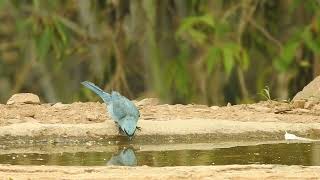 Verditer Flycatcher Sattal  Uttarakhand  May 2024 [upl. by Macintosh747]