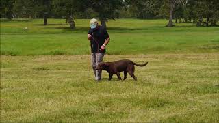 New Way to Teach Heeling with Bill Hillmann and Watermarks Flying Cloud MH [upl. by Thun]