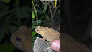 Catching frog and toad funny youtubeshort wildfrog shortvideo frog bigfrog [upl. by Elly]