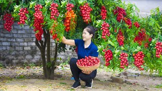 How To Harvest Red Wampee amp Goes To Market Sell  Harvesting And Cooking  Lý Song Ca [upl. by Bendite]