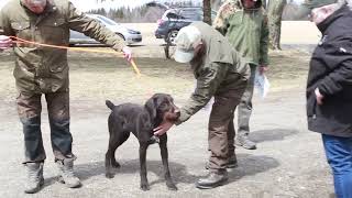 Deutsch Drahthaar Canada Breed Show [upl. by Esil]