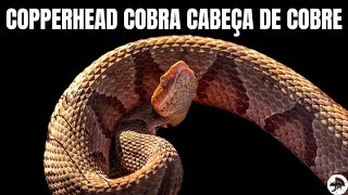 Copperhead Cobra Cabeça de Cobre  Biólogo Henrique [upl. by Asatan]