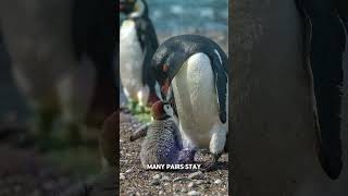 Penguin Love Story That Will Melt Your Heart [upl. by Glenn]