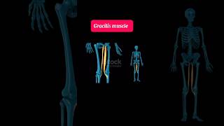 Gracilis muscle  muscle of lower limb [upl. by Sesmar]