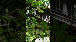 VOYAGE au JAPON  Temples à Kyoto japon vlogtrip trip temple japanesegarden japanvlog shorts [upl. by Yhtac976]