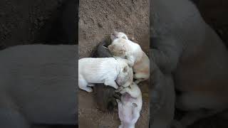 small dogs small puppy shorts shortsvideo viralvideo trendingvideo dogs ep 6703 [upl. by Mano917]