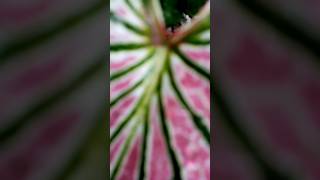 Caladiums 🥰Their color matching 💜️ nature relaxingmusic caladiumlovers caladiums motivation💚💛 [upl. by Etac]