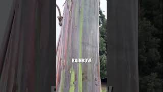 Natures Most Colorful Tree Meet the Rainbow Eucalyptus [upl. by Yule]