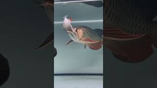 ⚠️ Arowana Eat Piranha Fish 🐉🐟 arowana ytshorts shorts [upl. by Pammi]