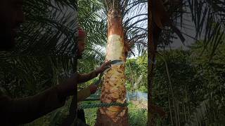 How is palm sap extracted shortvideo [upl. by Biebel]