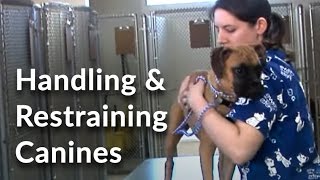 Veterinary Technician and Assistant Training Handling and Restraining Dogs [upl. by Jolda384]