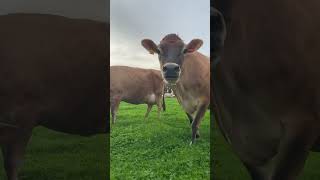 Nosey cows  🐮🐄🍀🥛cows farming dairy [upl. by Nelrsa]