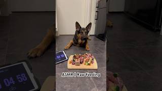 ASMR  Raw Feeding Big 13 Month Old German Shepherd Puppy🥩🦴🥦🥕 asmreating asmr [upl. by Anidal]