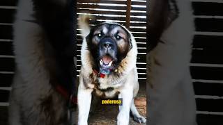 ¡Kangal Turco vs Lobo kangalturco vs lobo animalessalvajes [upl. by Kurr345]