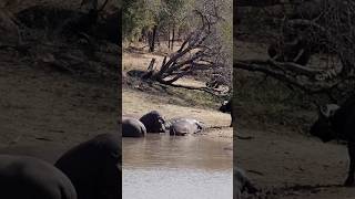 Hippos Poop Suffocates Fish 😱🦛💩🐠 shorts invasivespecies wildlife animalfacts [upl. by Ahsiei]