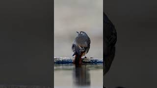 Kara kızılkuyruk » Phoenicurus ochruros » Black Redstart [upl. by Templa]