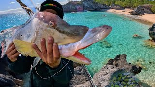 Catching A Giant Hogfish With Secret Bait [upl. by Hube933]