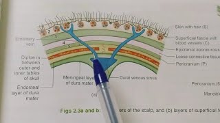 SCALPBDCHAURASIAHEADNECK AND BRAIN ANATOMY [upl. by Nylesoy]