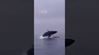 Humpback Whale Lands on a Kayak animals whale shorts [upl. by Thetes]