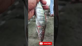 malad fish fishing a jetty fish fishingvideo beach [upl. by Eilssel]