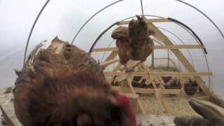 Winter Coop for Hens [upl. by Horatius]