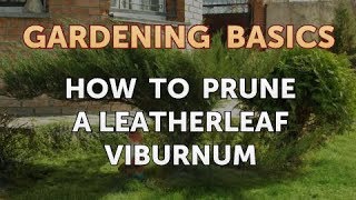 How to Prune a Leatherleaf Viburnum [upl. by Anastassia]