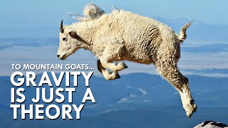 Mountain Goats Don’t Believe In Gravity [upl. by Otrebile]