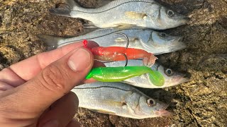 Estos MINIS VINILOS son los más EFECTIVOS para la PESCA DE ORILLA [upl. by Marella869]